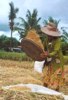 harvest
